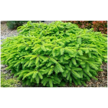 Picea abies 'Nidiformis' Parastā egle St