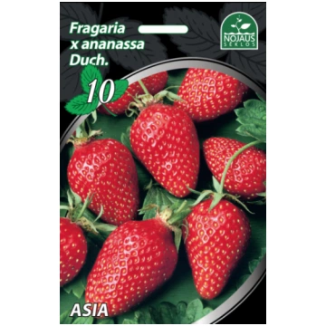 50 gab. Asia frigo Zemeņu stādi