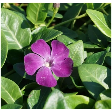 Vinca minor 'Verino' (Mazā kapmirte), ko