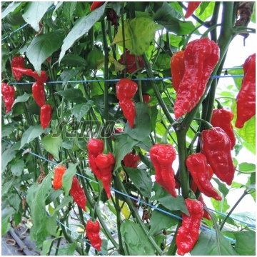 PIPARI - DRACO RED - 100 sēklas