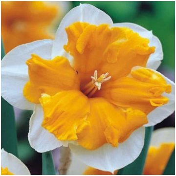 Šķeltziedu narcise "Orangery" Narcissus Split-Coro