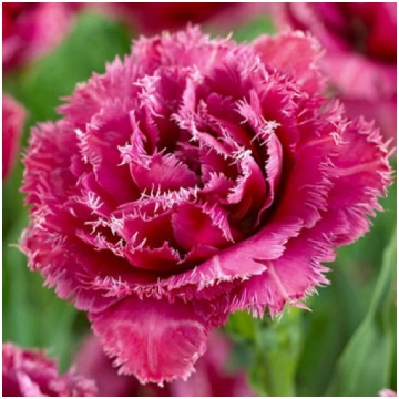 Tulpe "Mascotte" Tulipa Fringed Double Mascotte