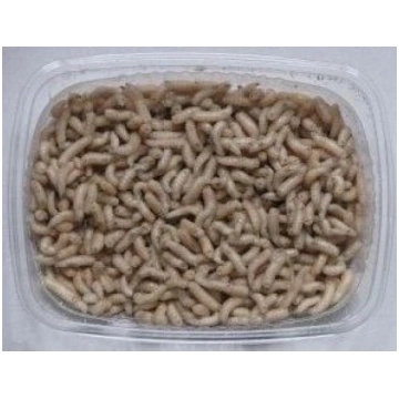 Mušu kāpuri 10gr ĒSMA 42111