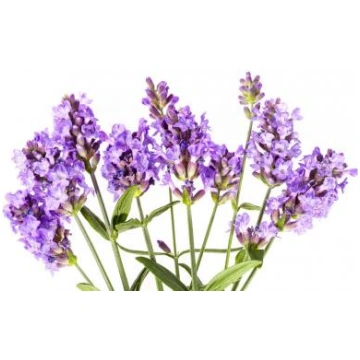 Lavanda Bulgārija (Lavandula angustifolia), ēteris