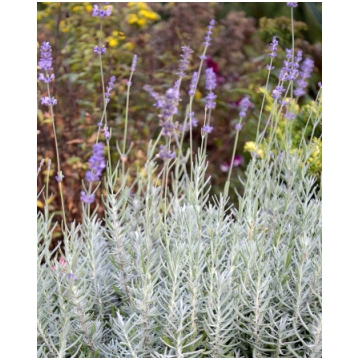 Lavandula hybrida Richard Gray | A.M. ozoli