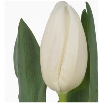 Tulpes WHITE PRINCE
