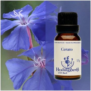 Ceratostigma / Cerato, 15 g Ražotājs: Healing Herb