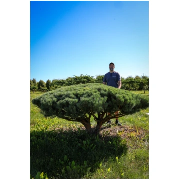 Parastās priedes BONSAI-NIWAKI dižstāds (Nr.16) - 