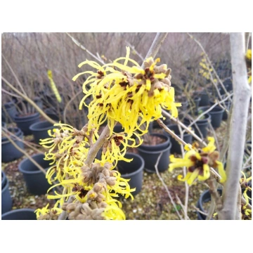 Hamamelis x intermedia Pallida Donnadipiante - Ven
