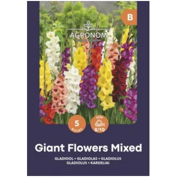 Lielziedu gladiolu sīpoli, lat. GLADIOLUS MIX, 5 g