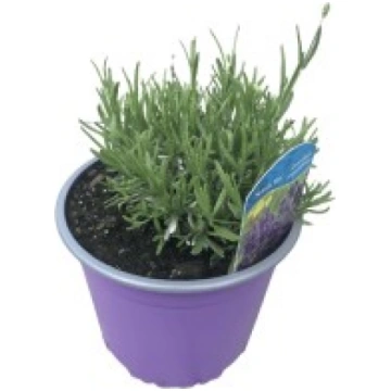 ĪSTA LAVANDA UAB Punios gėlės