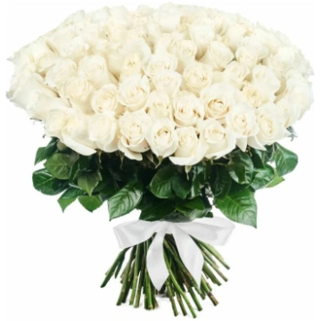 Puškis no 101 baltas rozes 70 cm