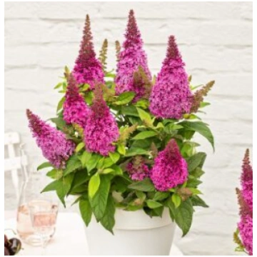 Budleja 'Butterfly Candy Little Cerise'