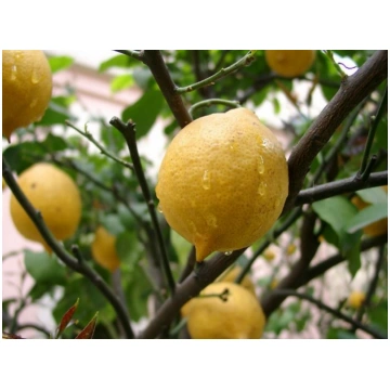 3.25 EUR Citroni Interdonato BIO - 1 кг