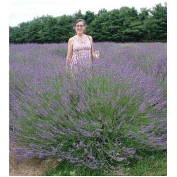 Lavandula intermedia Phenomenal (Niko) | A.M. ozol