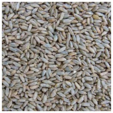 Rudzu iesals (Lielbritānija)-1kg IE-033