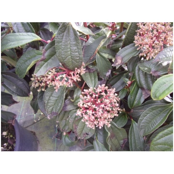 Viburnum cinnamomifolium Donnadipiante - Vendita p