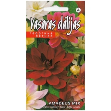 Dālijas vasaras Amadeus 0.4g