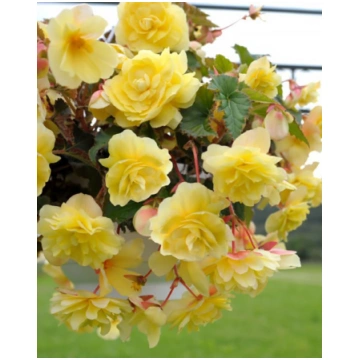 Begonia tuberhybrida Illumination Lemon | A.M. ozo