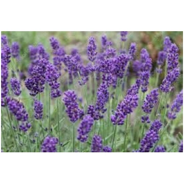 Lavandula angustifolia Hidcote Blue Lavanda Stādau