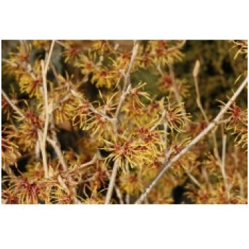 HAMAMELIS JELENA 5 L KITI UŽSIENIO