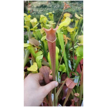 SRG01 Sarracenia rubra ssp gulfensis -- Dark tall 