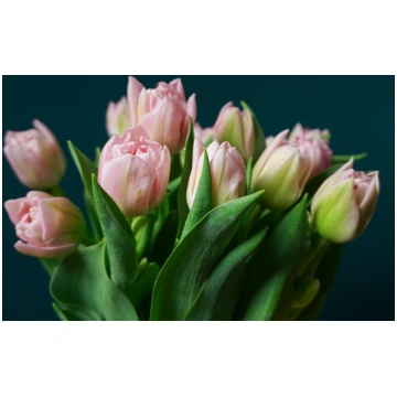 Tulpes | Tulipa tacito