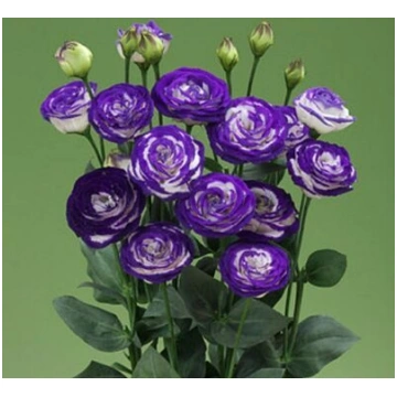 Lielziedu lizantes Croma 3 Blue Picotee Imp F1 30 