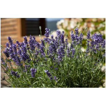 Lavandula angustifolia Chill-Out Blue | A.M. ozoli