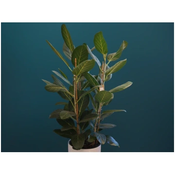 Fikuss | Ficus benghalensis tacito