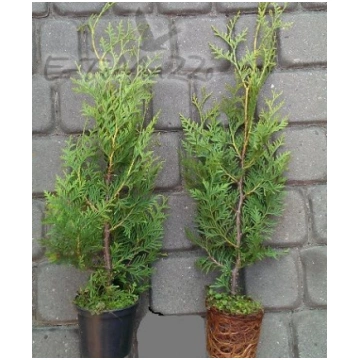 Tuje Brabant Thuja Brabant 30-50cm 3-7,5L Topf Leb