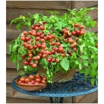 Tomāti Cherry Falls 10 sēklas, Tomāti , Dārzeņu sē