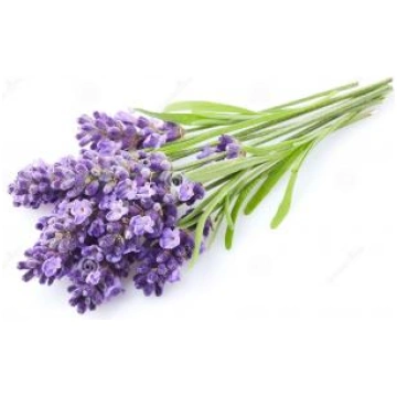 Lavanda Bulgārija (Lavandula angustifolia) ,BIO ēt