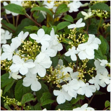 Viburnum plicatum 'Summer Snowflake' Jap