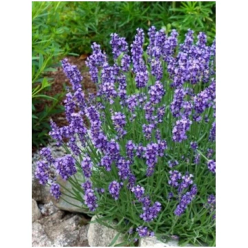 Lavandula angustifolia Essence Purple | A.M. ozoli