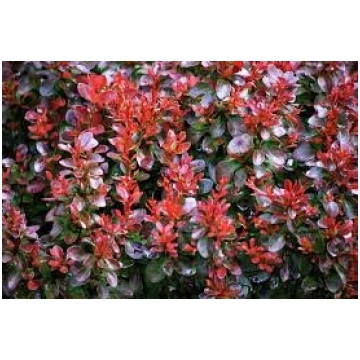 Berberis thunbergii 'Bagatelle' Tunberga
