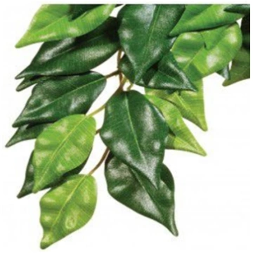 Hagen EXOTERRA ROLINA FICUS L 012856