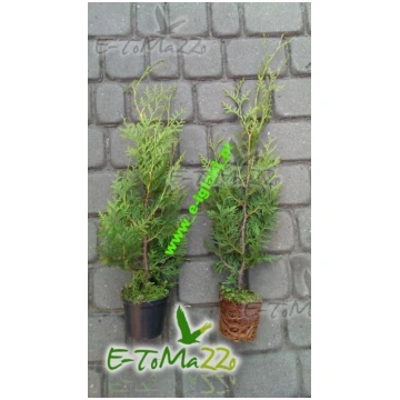Thuja Brabant 40 cm Napf - Expressversand tujas-dz