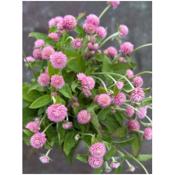 Gomphrena globosa Las Vegas Pink - therapyofflower