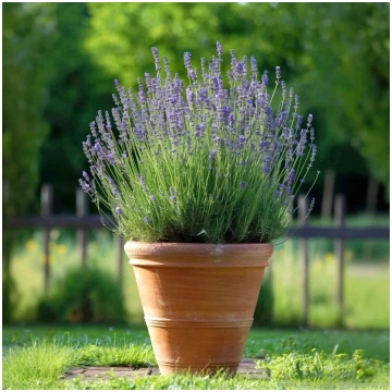 Šaurlapu lavanda (Lavandula angustifolia)
