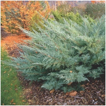 Juniperus x pfitzeriana 'Hetzii' Vidējai