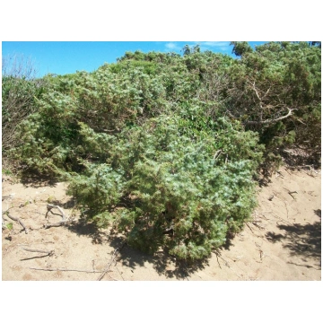 Juniperus communis-Ginepro Donnadipiante - Vendita