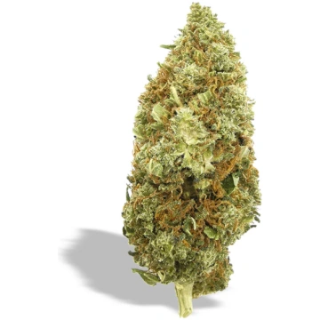 Amnesia CBD - NxS - 10g