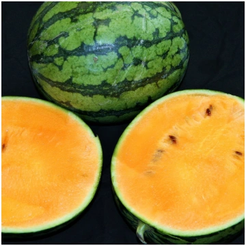 ARBŪZI - PRIMAORANGE F1 - 100 sēklas
