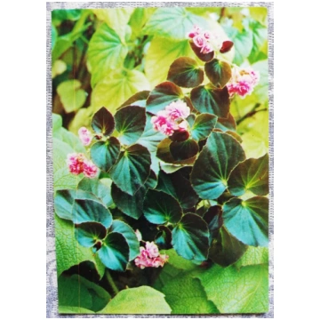 Telpaugi 1987 Begonija "Begonia semperflorens" pas