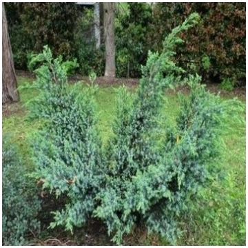 Ķīnas kadiķis ,,Blue Alps,,/Juniperus chinensis/ -