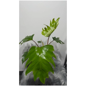 Philodendron mayoi Augi-Plants