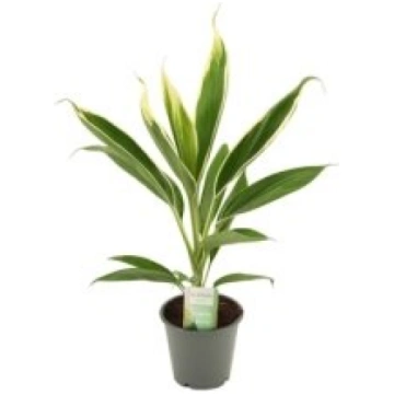 Telpaugi Cordyline fruticosa "Conga"(kordilīne)