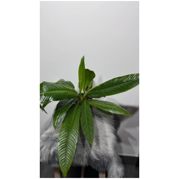 Philodendron Campii Augi-Plants