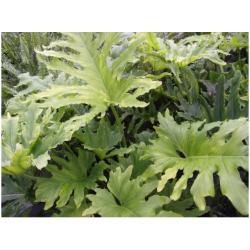 Philodendron bipinnatifidum-Philodendron selloum D
